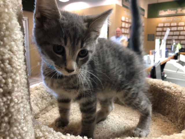 Rowdy Boy Pet Of The Week