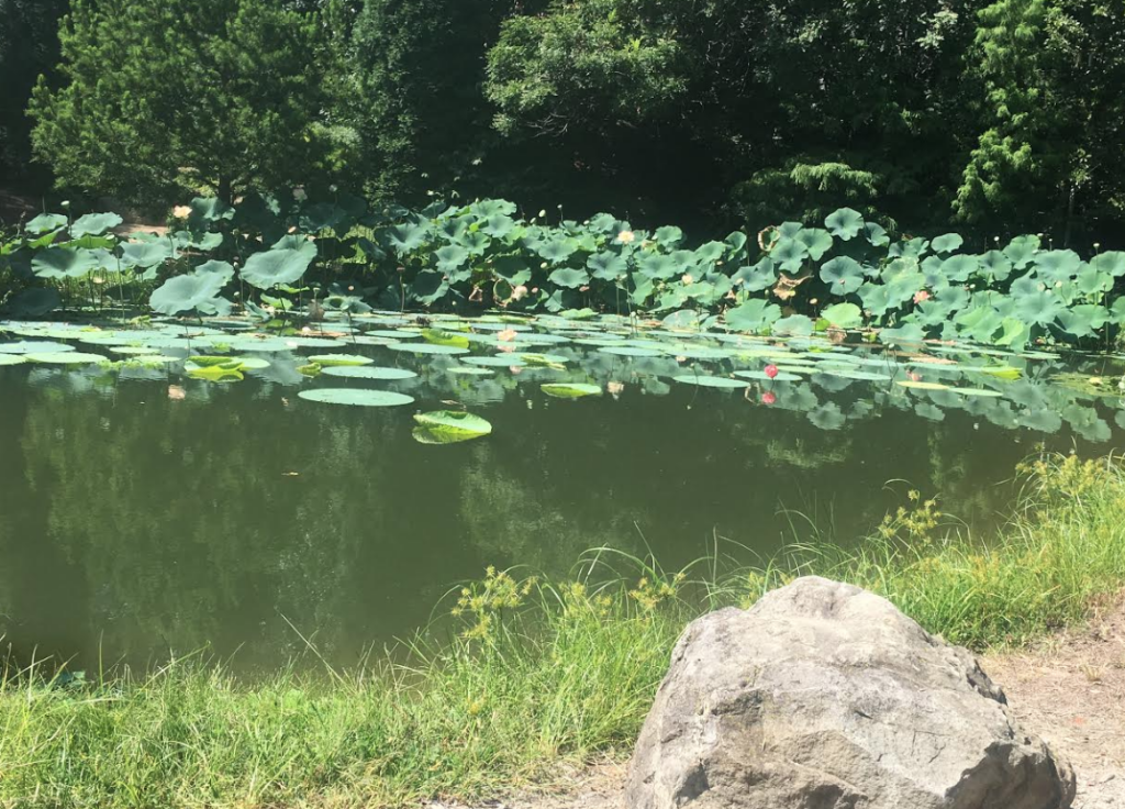 Pond