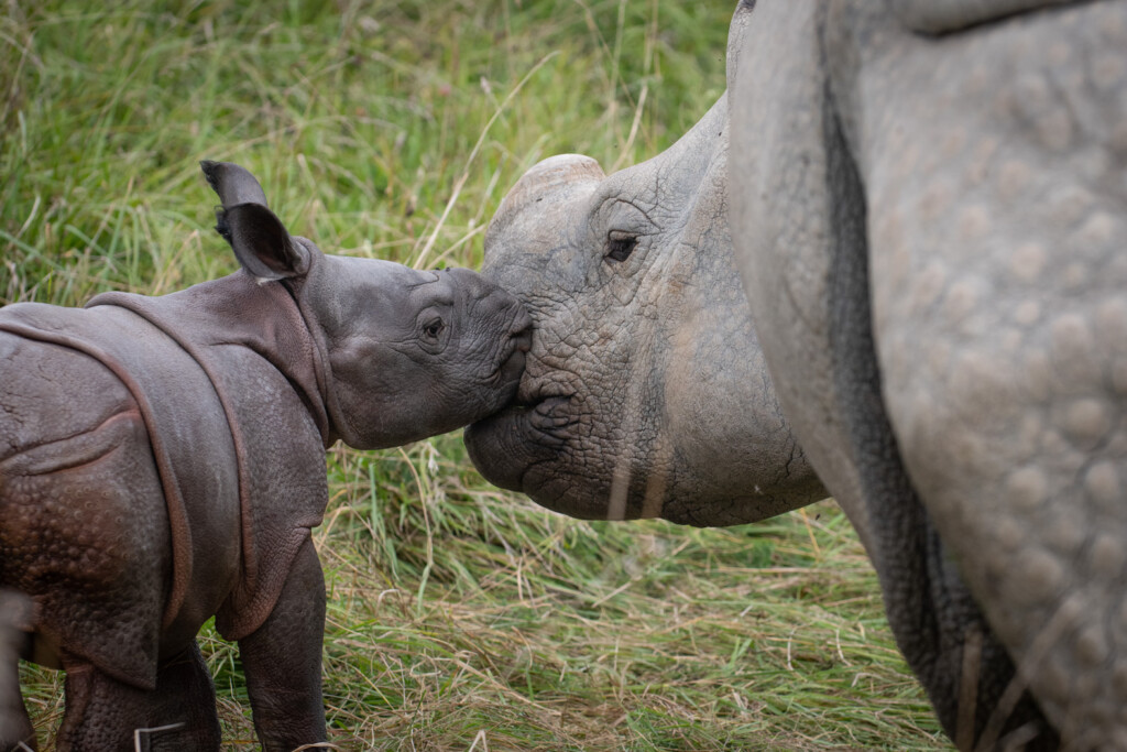 Greater One Horned Rhino Calf