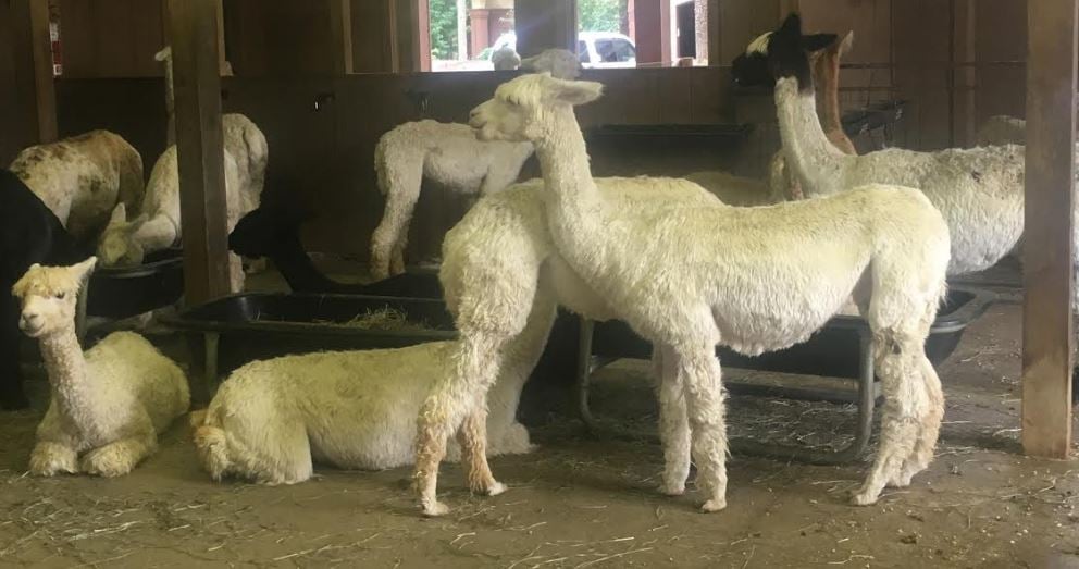 Alpaca