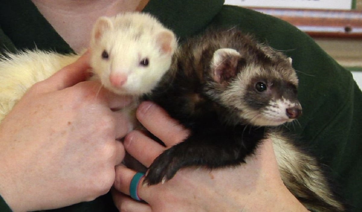 Pet of the Week Bandit & Bitey, the Ferrets WHIZ Fox 5 / Marquee