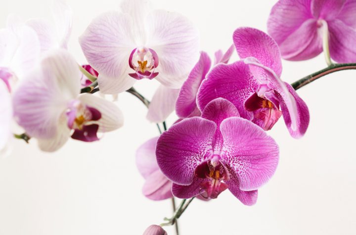 Orchids