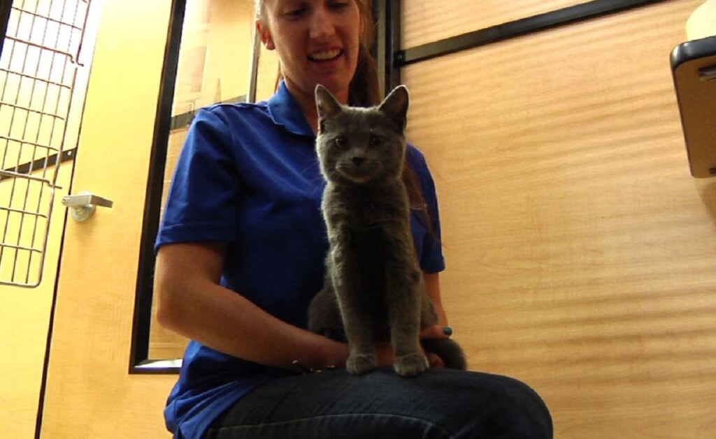 Petsmart Adopt Event