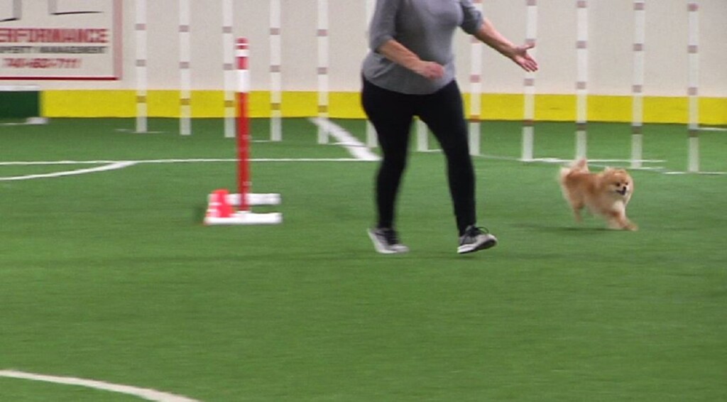 Dog Agility