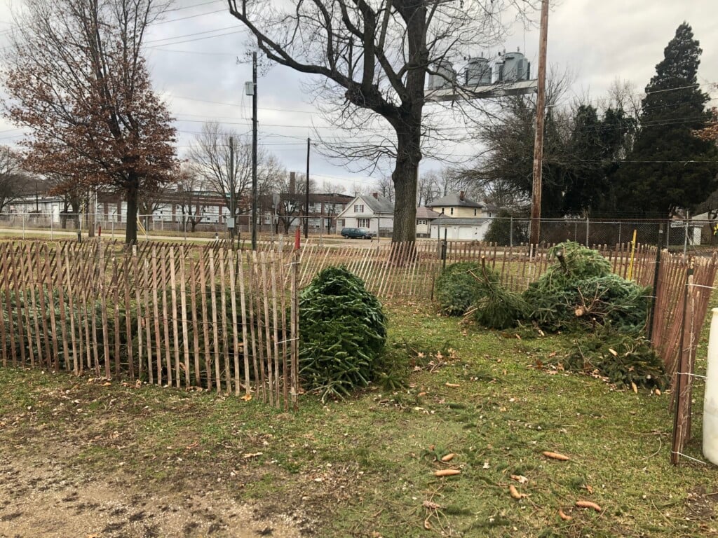 Trees