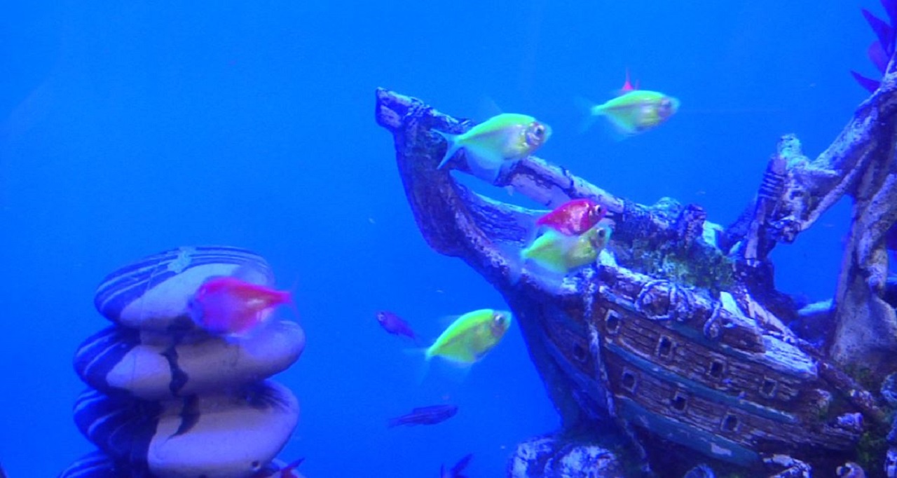 "Pets are a responsibility," Zanesville PetSmart holds day for potential owners WHIZ Fox 5