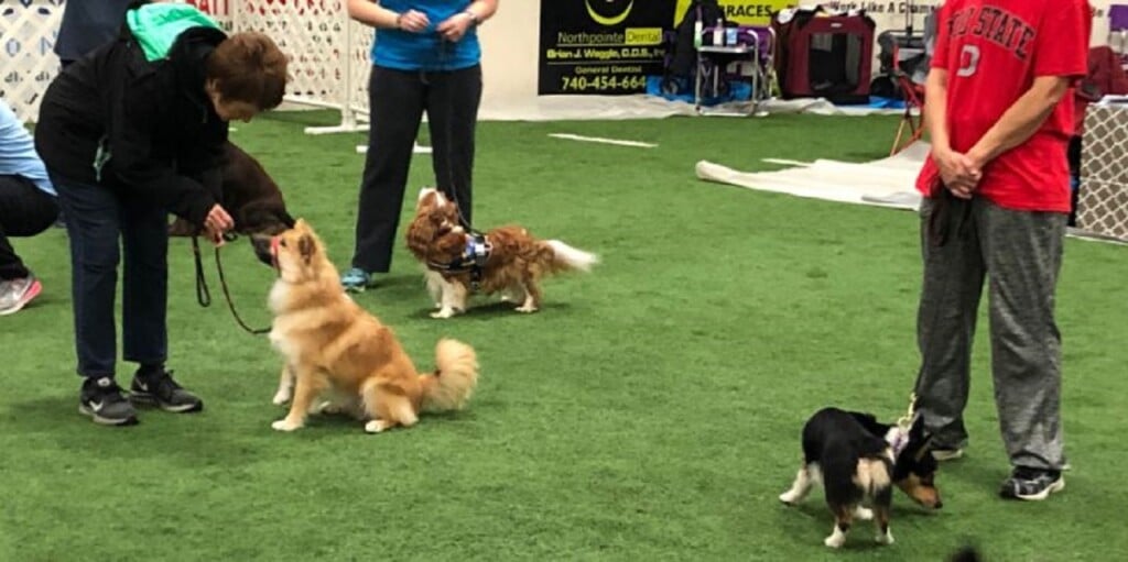 Shops dog agility shows 2019