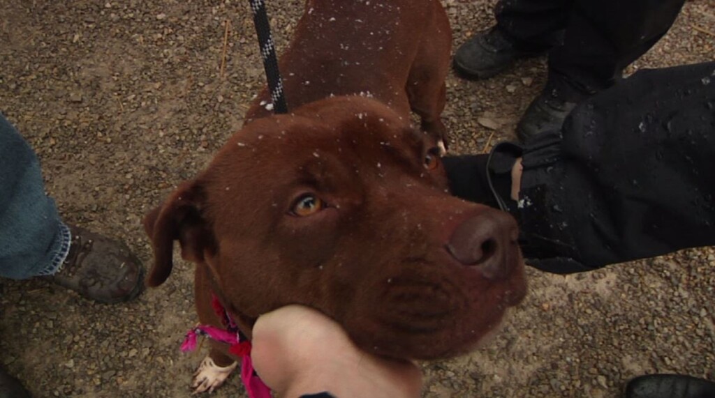 Daisy Muskingum County Dog Warden And Adoption Center