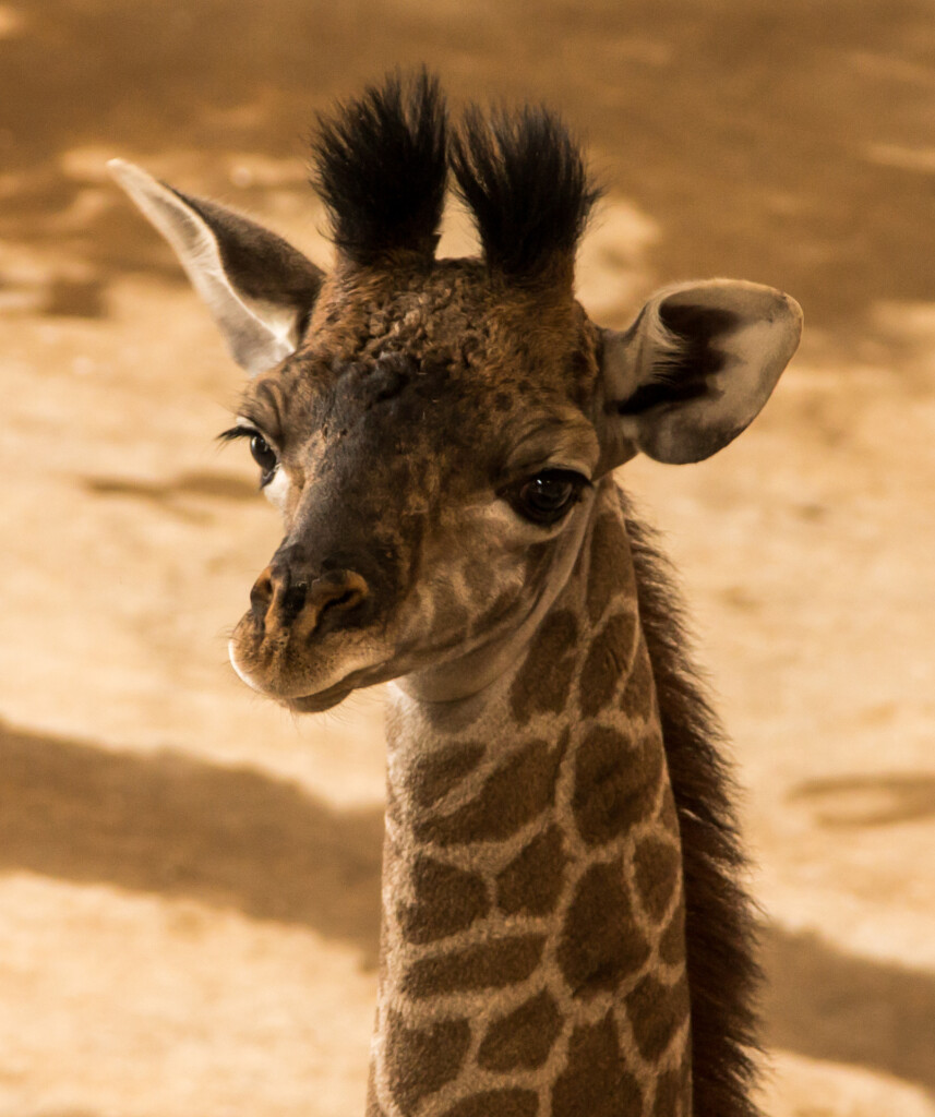 Masai Giraffe Calf 2 The Wilds (1)
