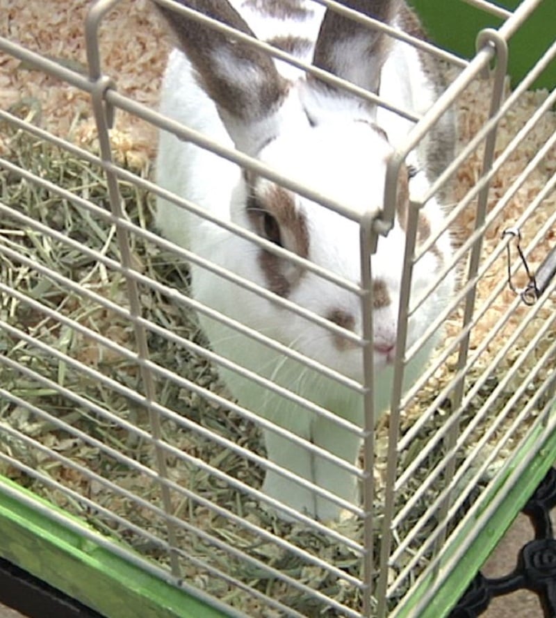 Bunny