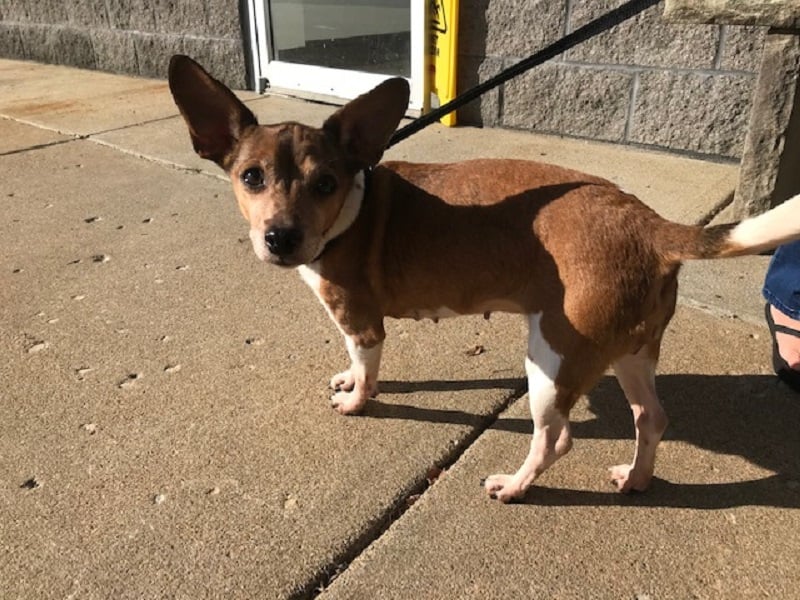 Amy Lee Pet Of The Week