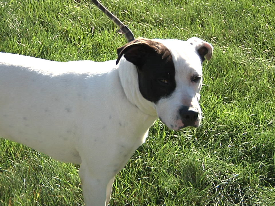 Dog Of The Week