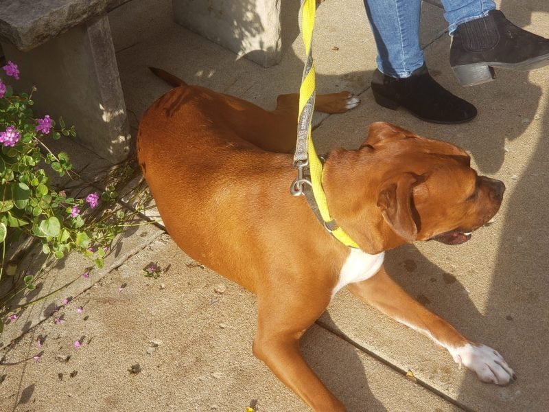 Dog (2)