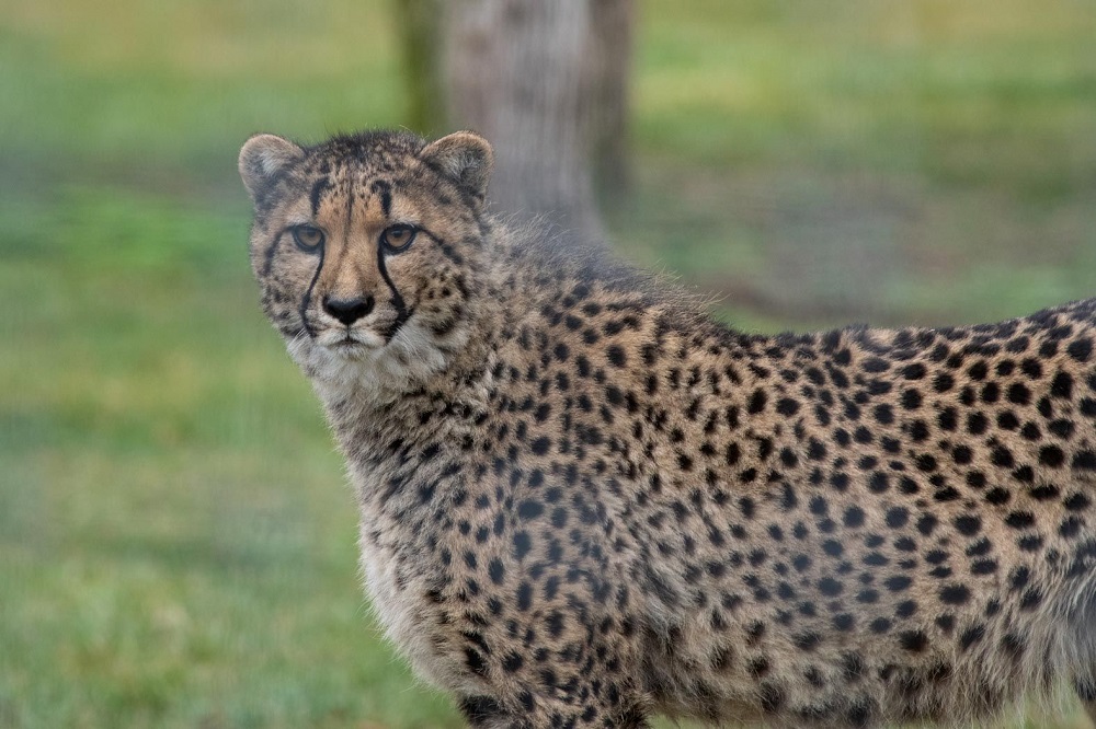 Preep The Cheetah