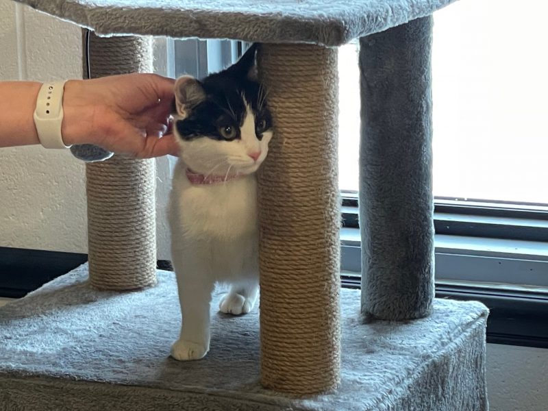 Pet Cat