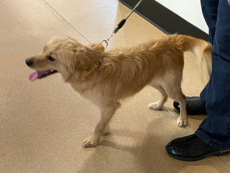 Shelter Dog