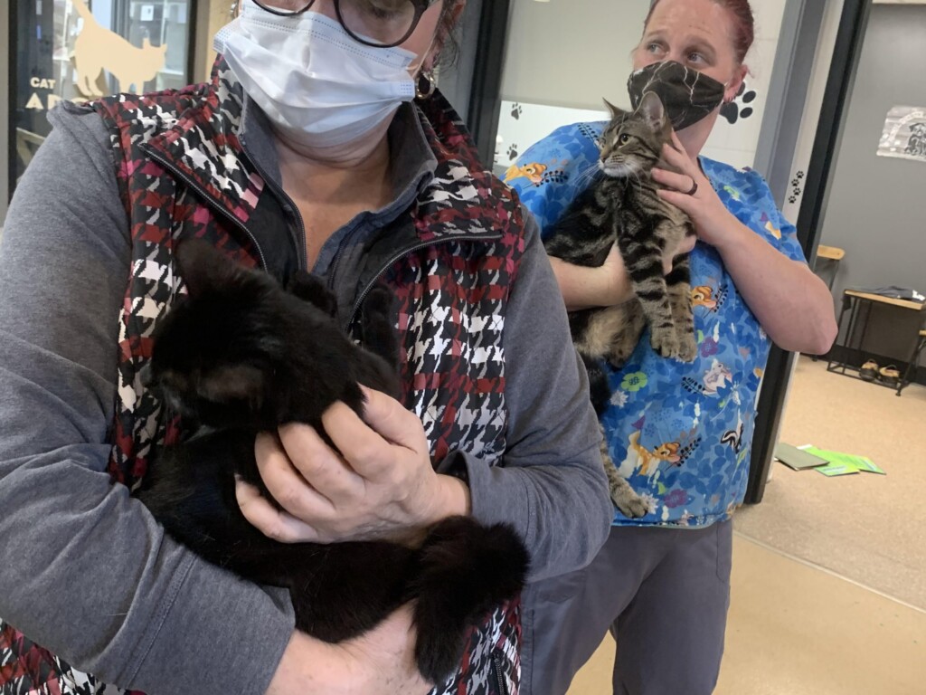 Cats