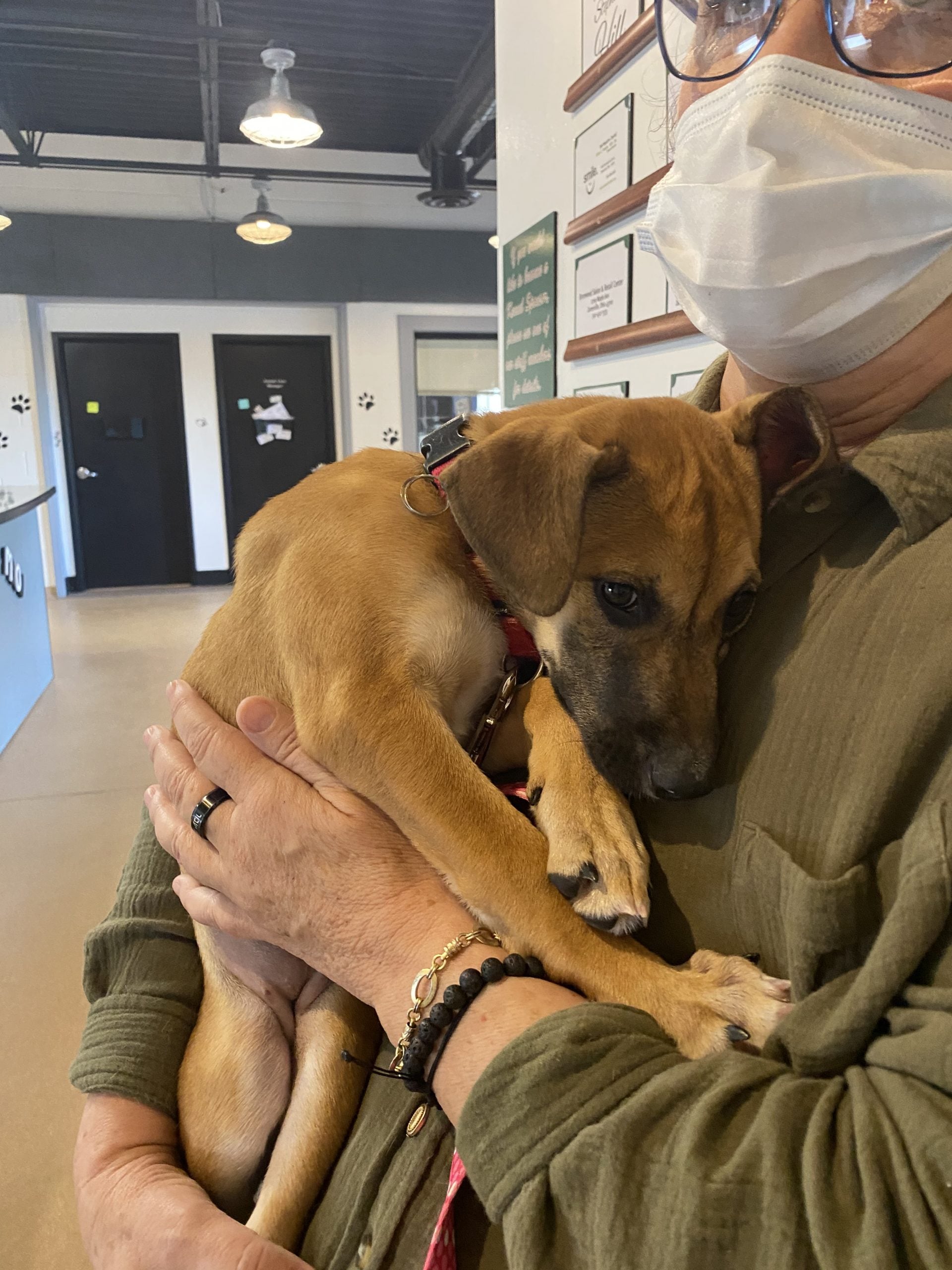 Animal Shelter Society Pet of the Week WHIZ Fox 5 / Marquee