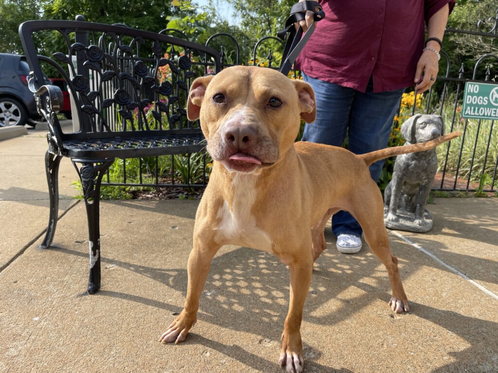 21 7 23 Pet Of The Week