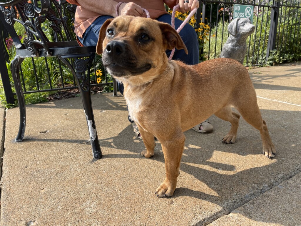 21 7 30 Pet Of The Week; Ruby