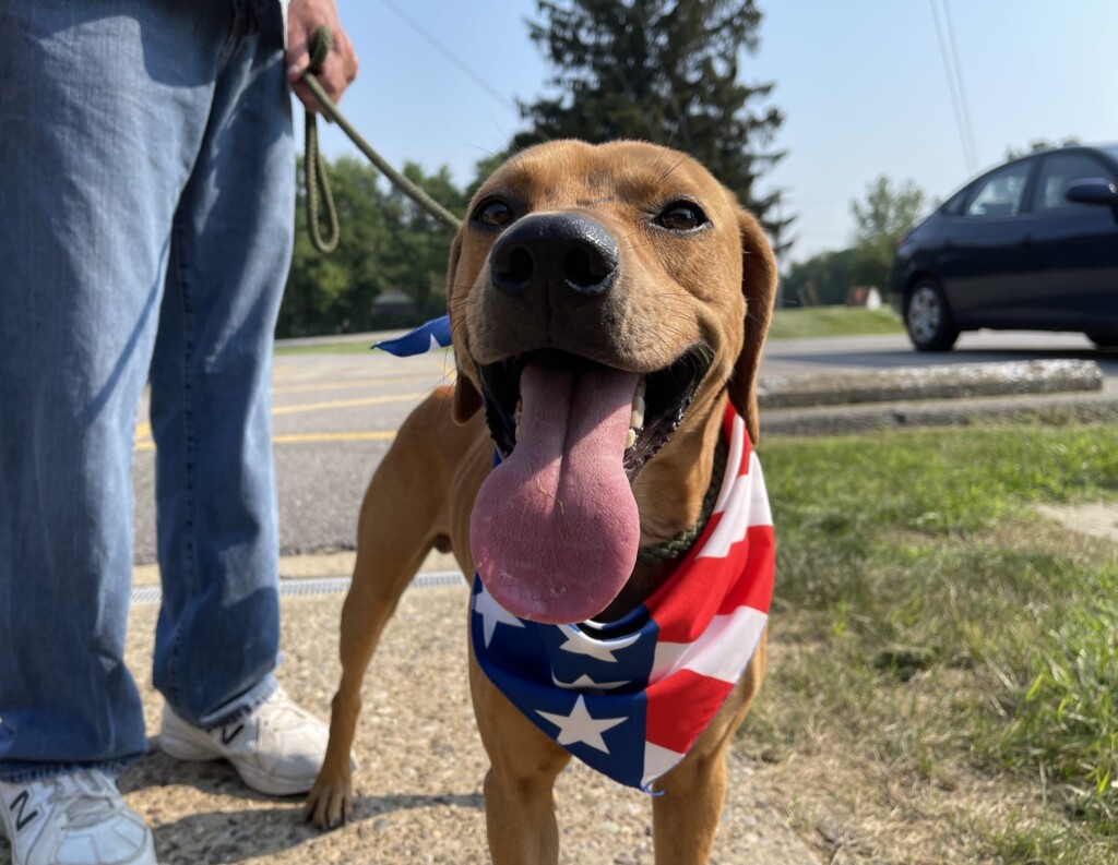 21 7 6 Dog Of The Week Luke