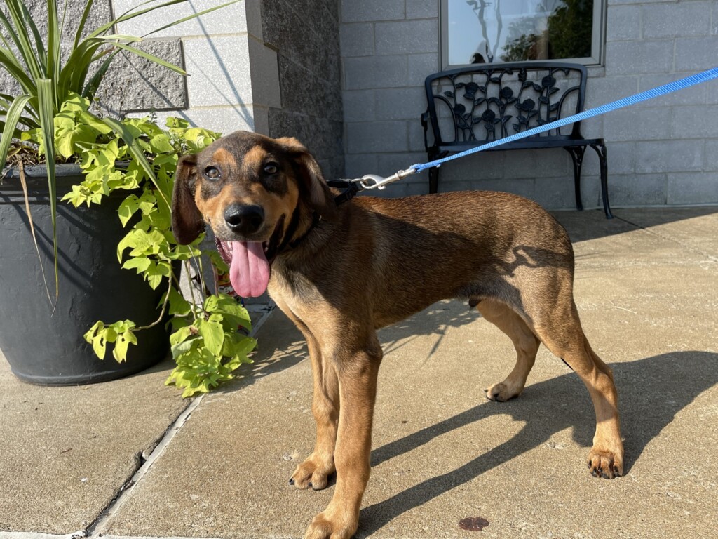 21 8 27 Pet Of The Week; Shaggy