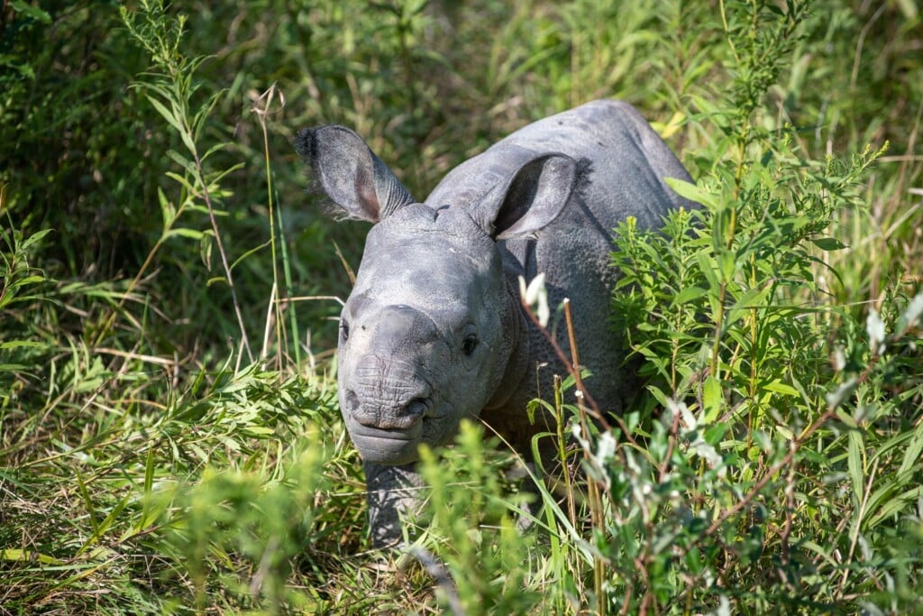 Asian One Horned Rhino Calf