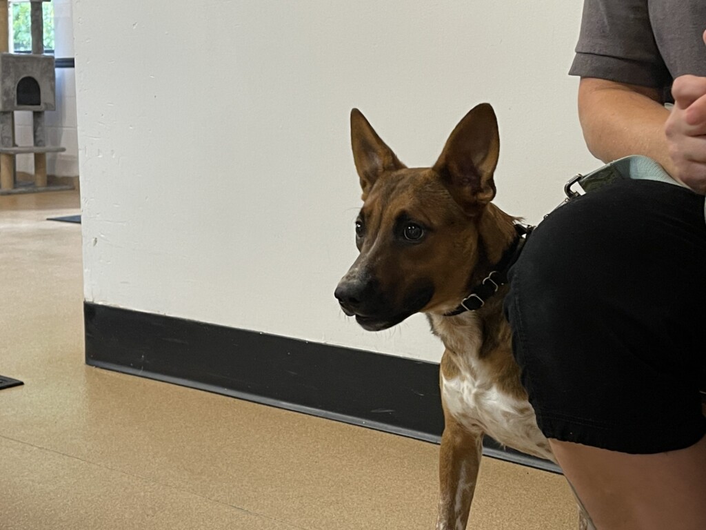 21 8 13 Pet Of The Week; Georgie