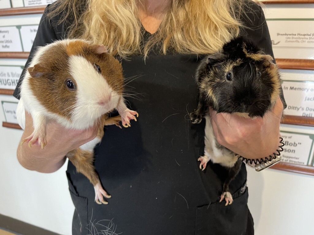 21 8 20 Pet Of The Week; Geuine Pigs