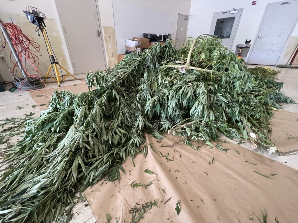 21 8 26 Cannabis Bust