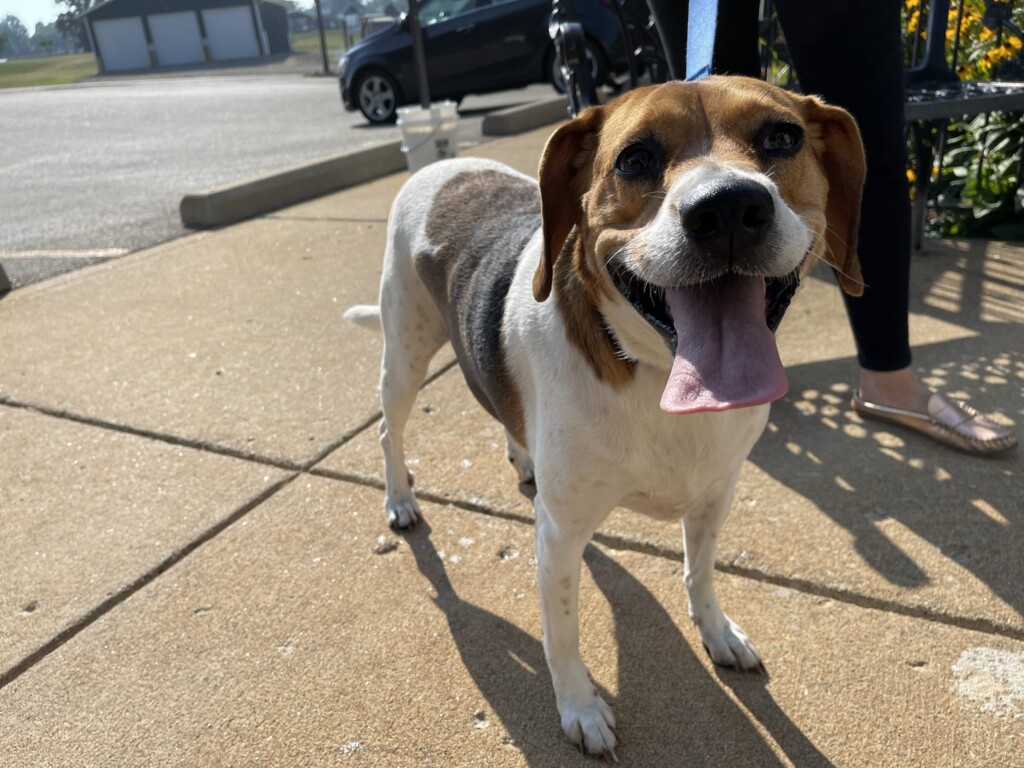 21 8 6 Pet Of The Week; Daisy