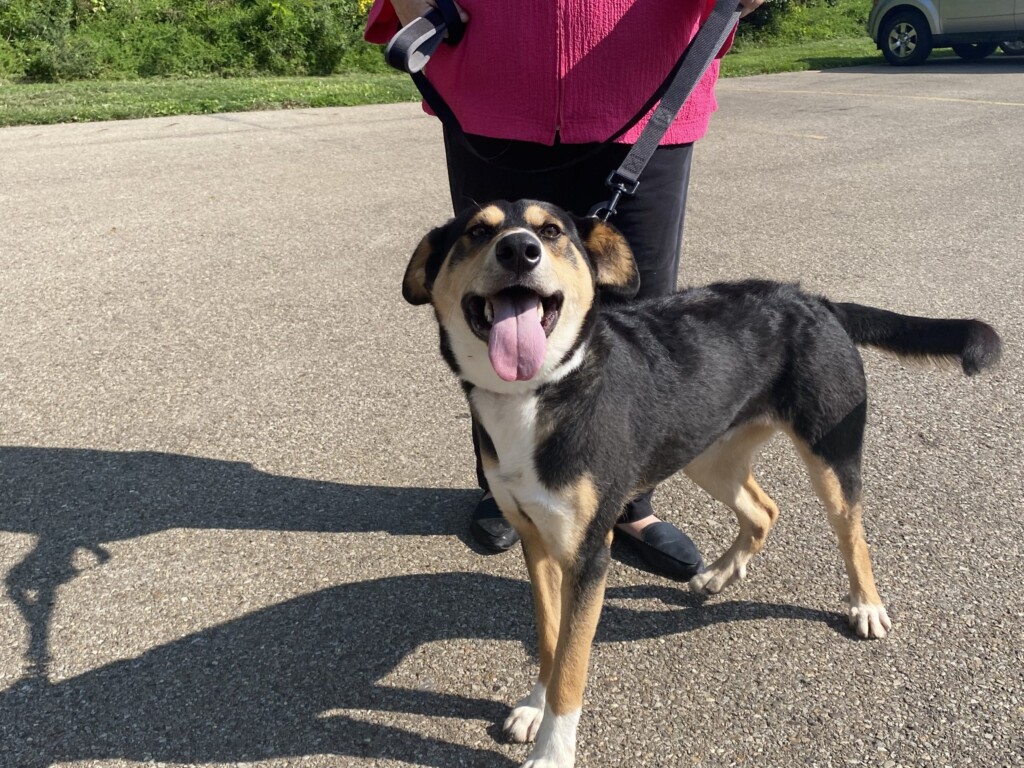 Pet Of The Week, Buckeye