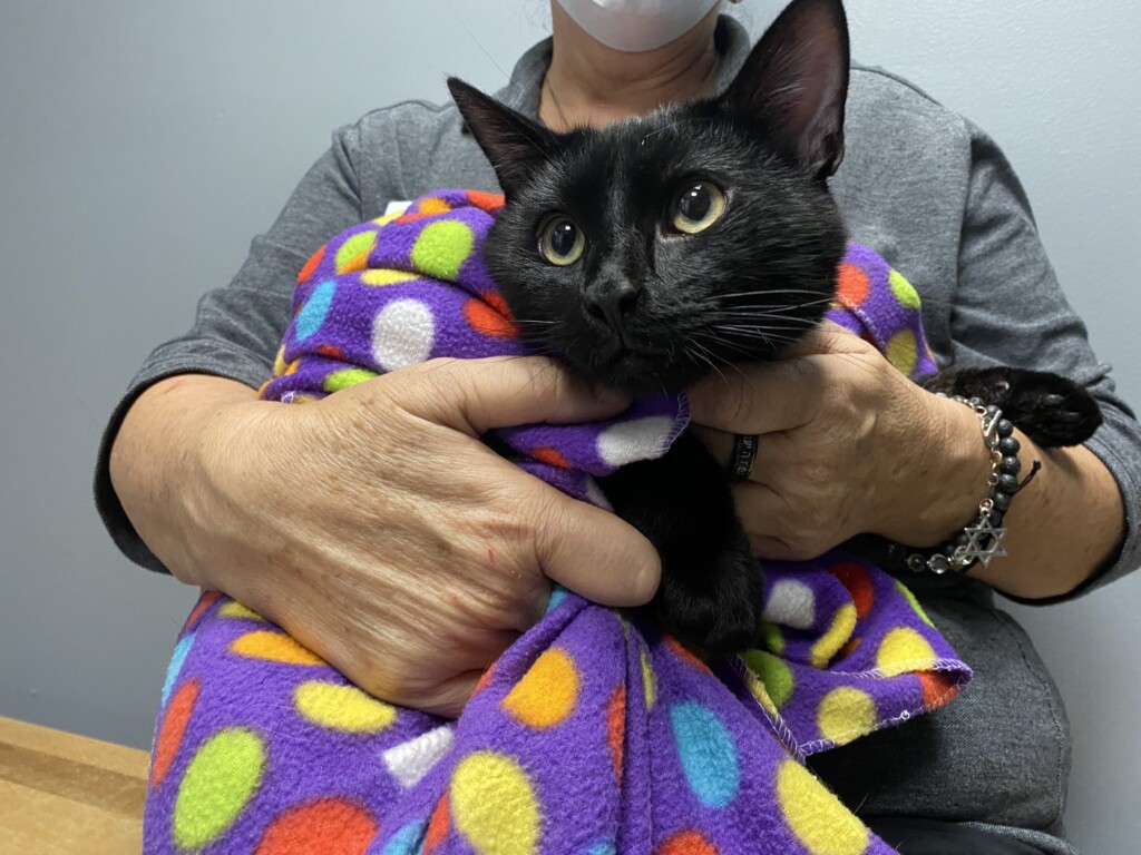 Tyg, Pet Of The Week