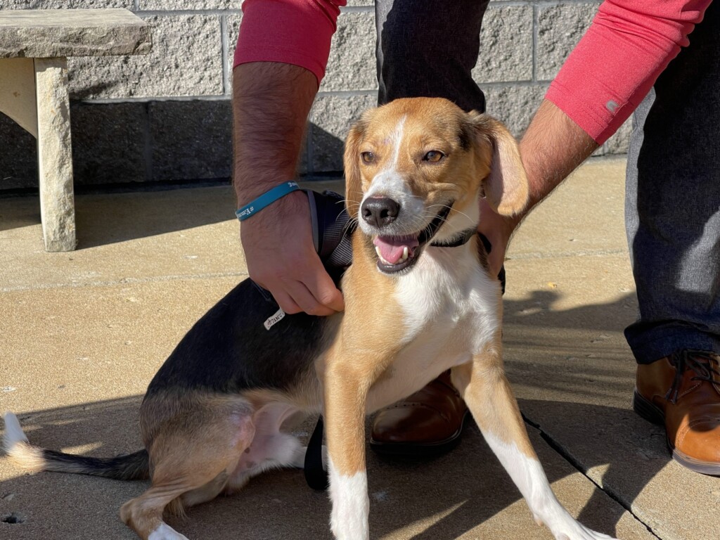 21 9 24 Pet Of The Week; Cooper