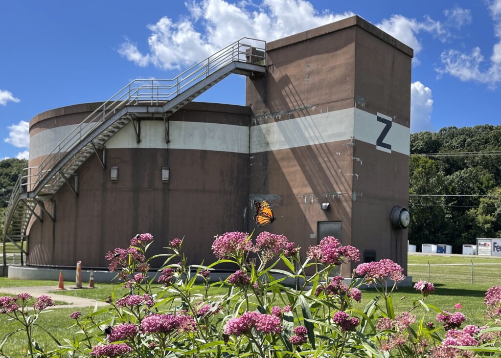 21 9 9 Butterfly Tagging