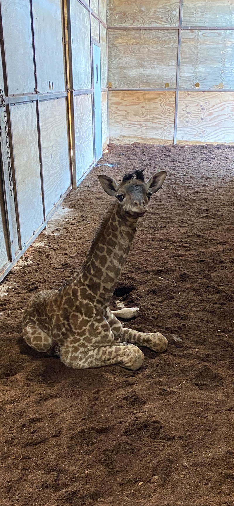 The Wilds welcomes new baby giraffe - WHIZ - Fox 5 / Marquee Broadcasting