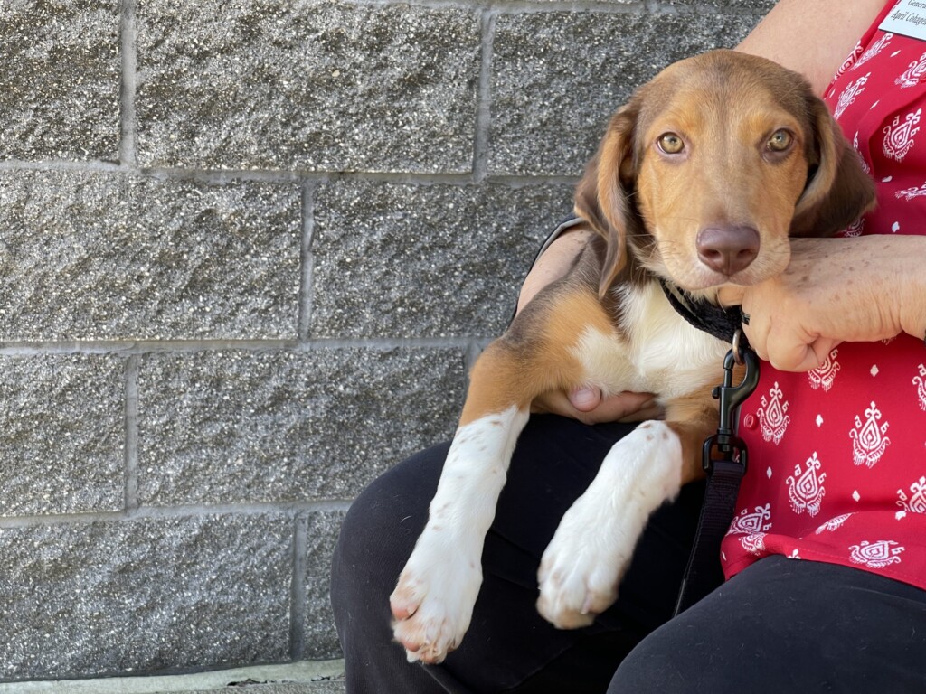 21 9 17 Pet Of The Week; Trout