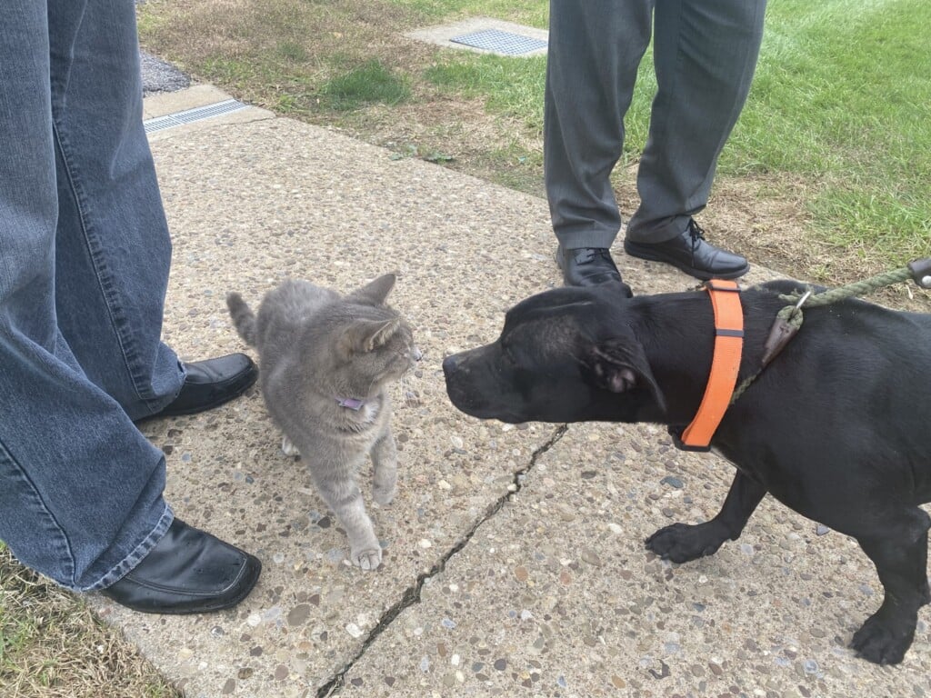 Dog Of The Week, Noir
