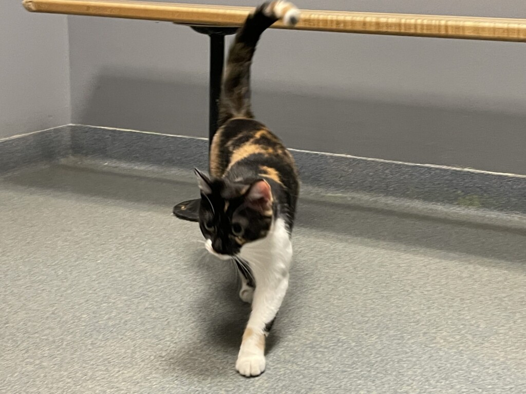 21 10 15 Pet Of The Week; Kaya