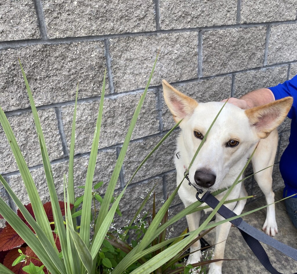 Pet Of The Week, Peanut