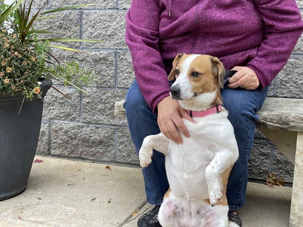 21 10 22 Pet Of The Week; Delilah