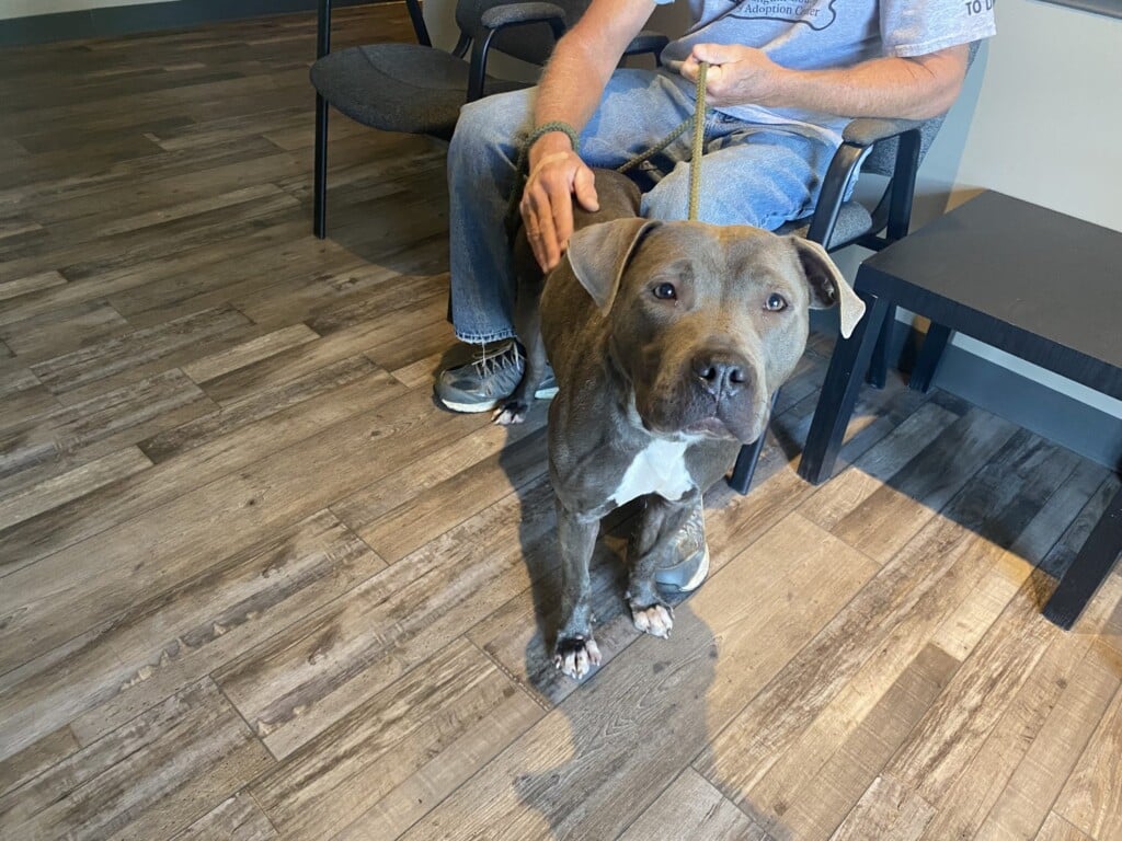 Dog Of The Week, Stormy