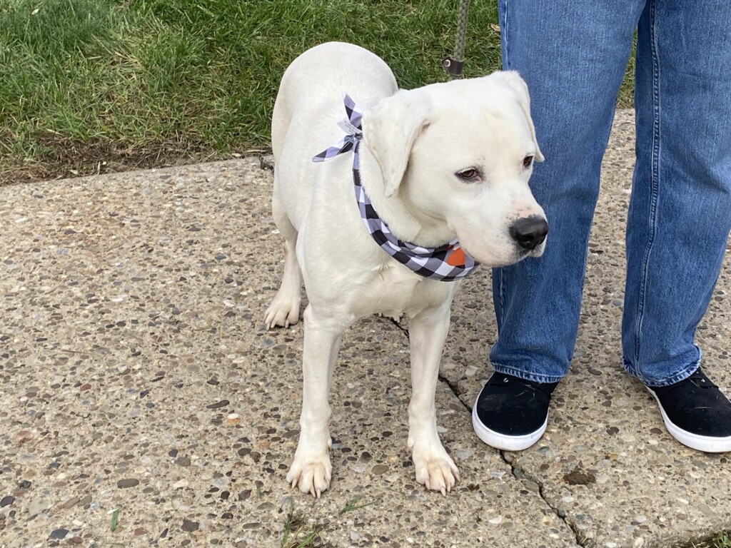 Dog Of The Week, Jeeters