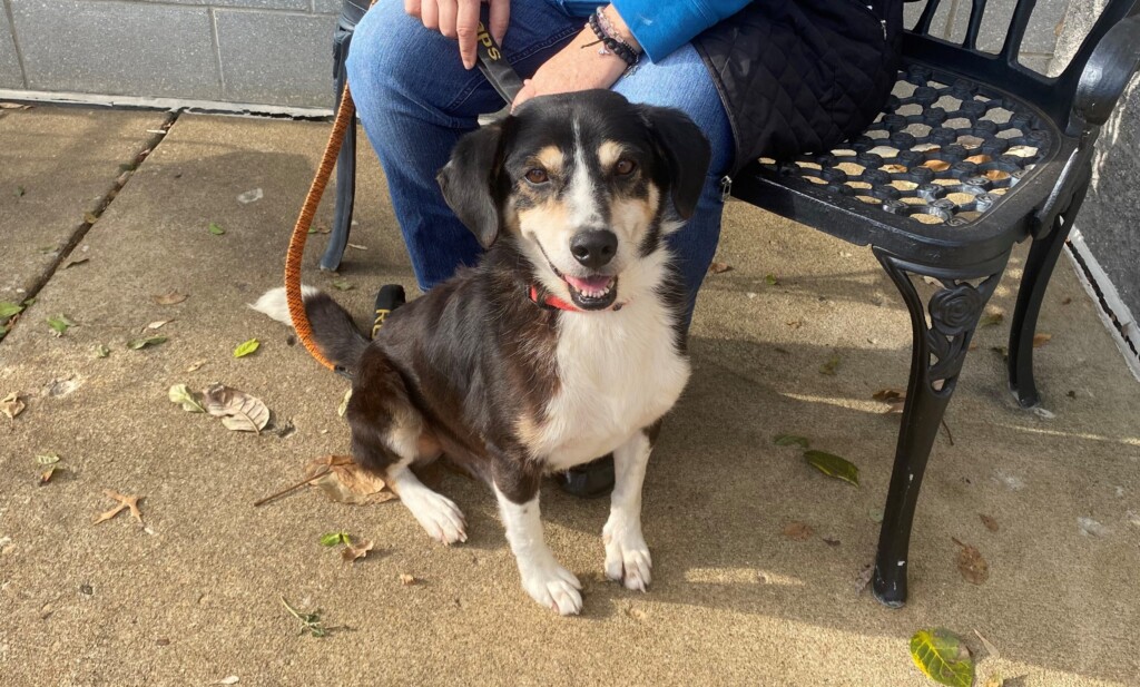 Pet Of The Week, Diesel