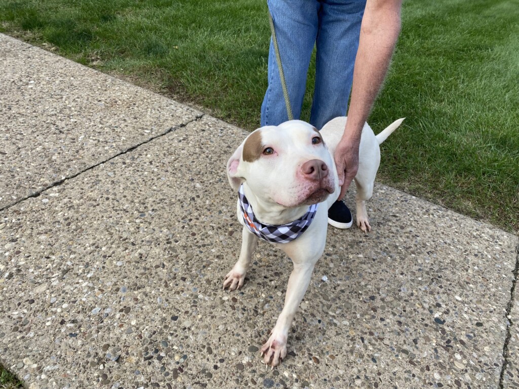Dog Of The Week, Bosco