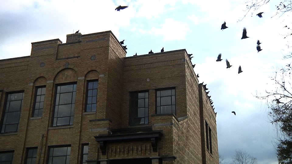 Vultures At Old Mckinley School