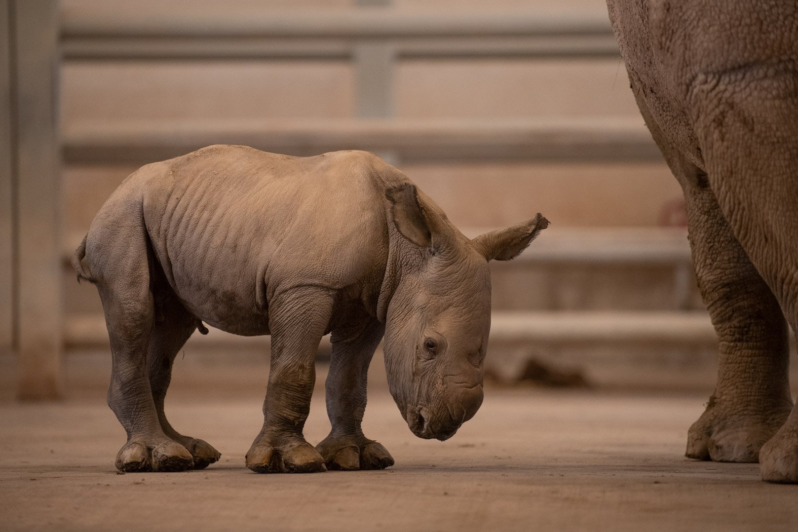 The Wilds Celebrates Birth Of Third Rhino Calf This Season - WHIZ - Fox ...