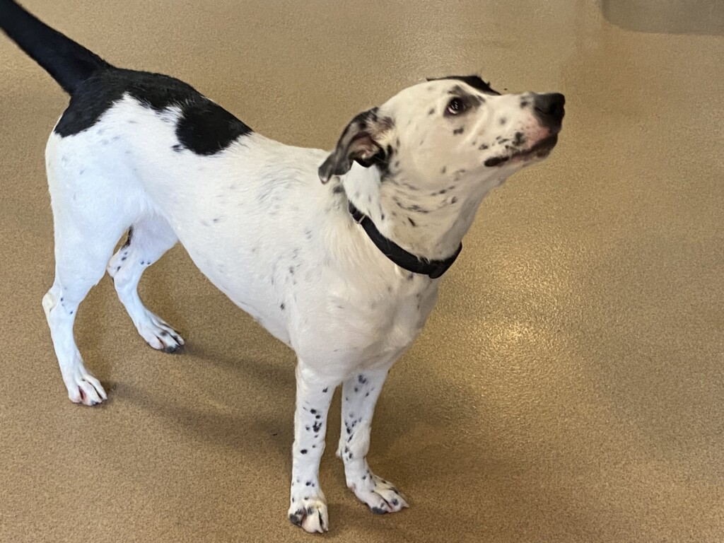 Pet Of The Week, Gracie