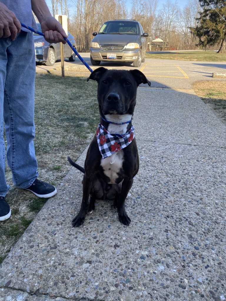 Dog Of The Week, Apollo
