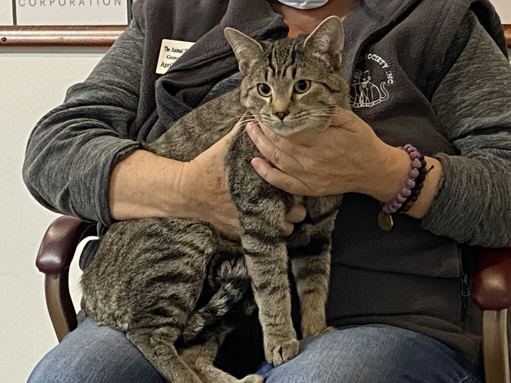 Pet Of The Week, Sammy